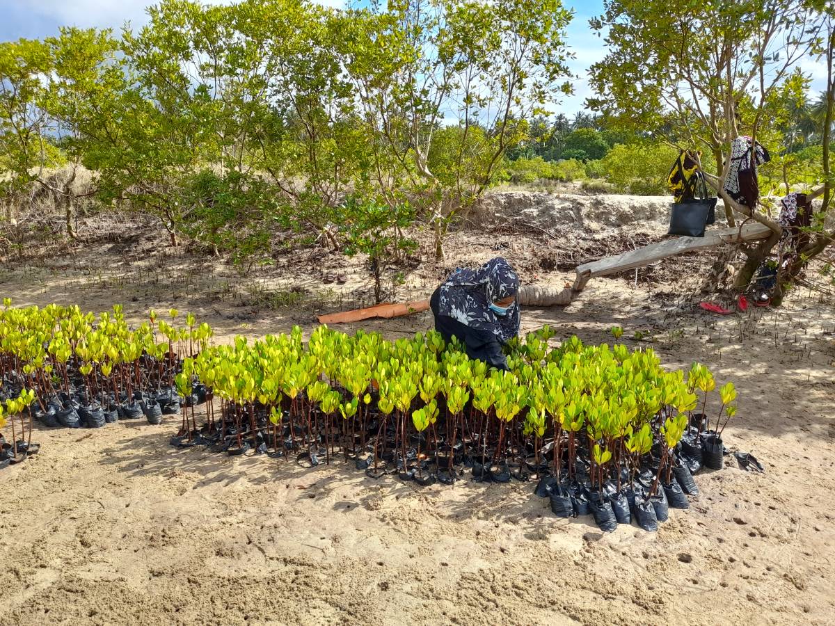 A Kenyan village replants essential mangrove forests One Earth
